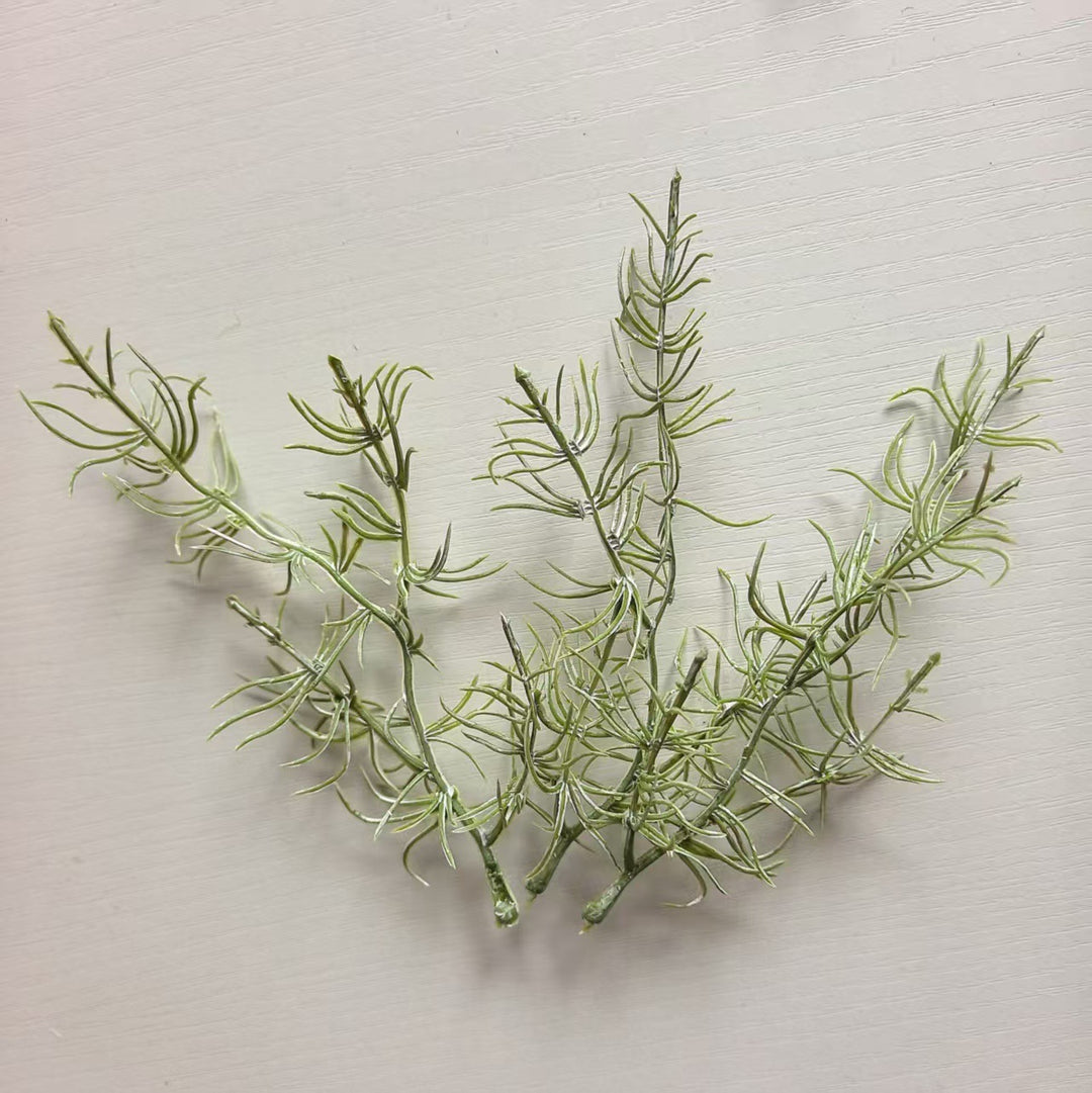 Decorative Air Plant