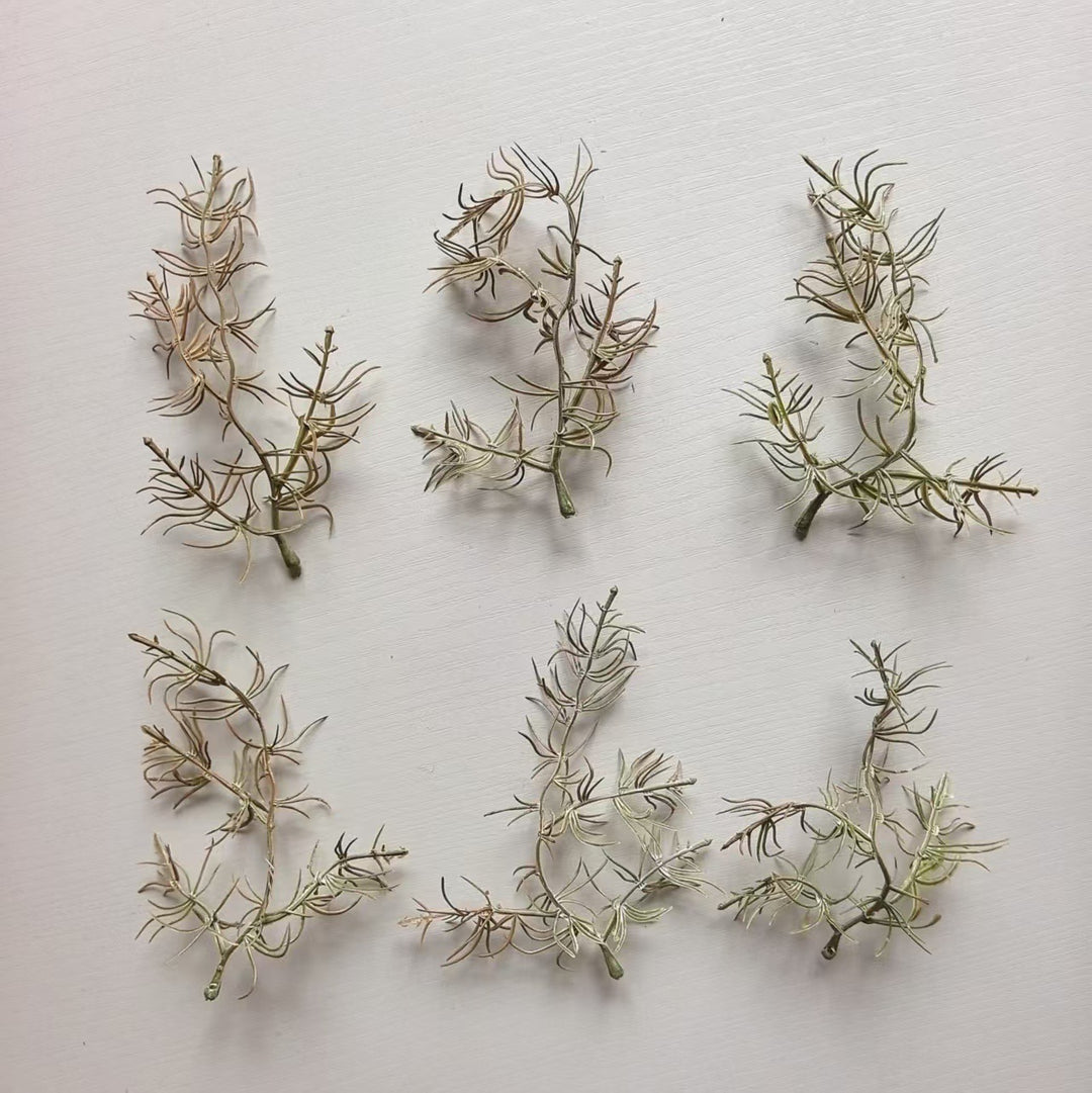 Decorative Air Plant