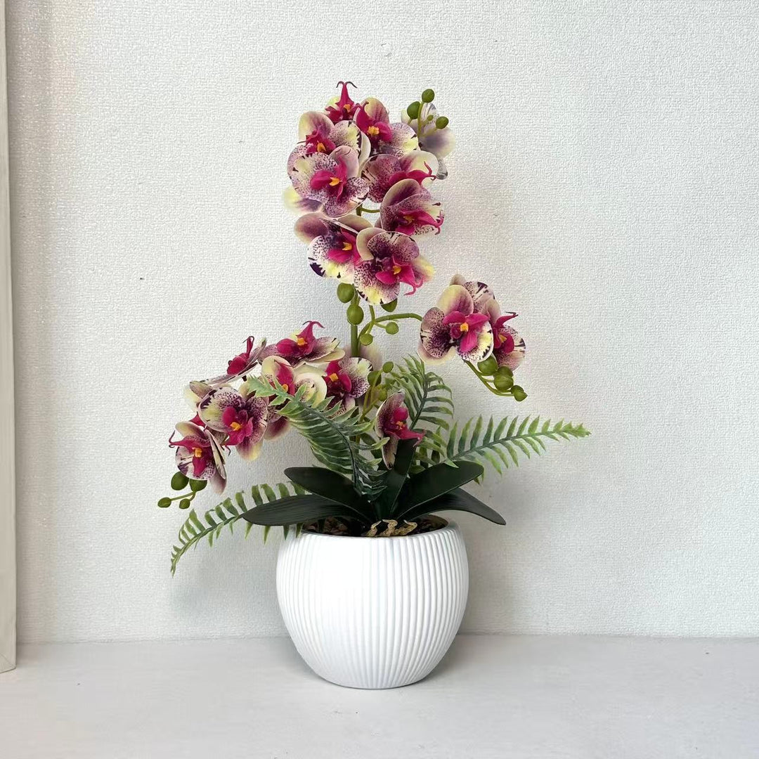Decorative Orchid Plant for Decorative Home Display