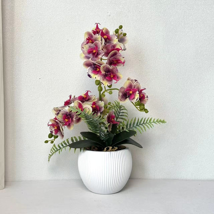 Decorative Orchid Plant for Decorative Home Display