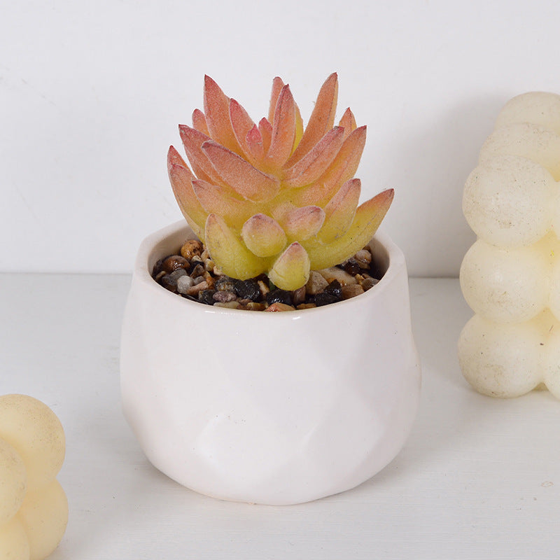 Decorative Succulent Plant Arrangement