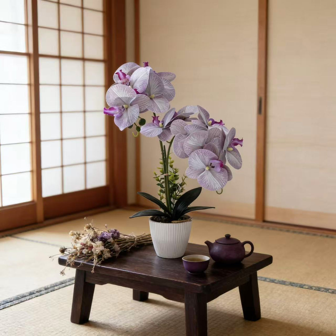 Elegant Orchid Plant Arrangement