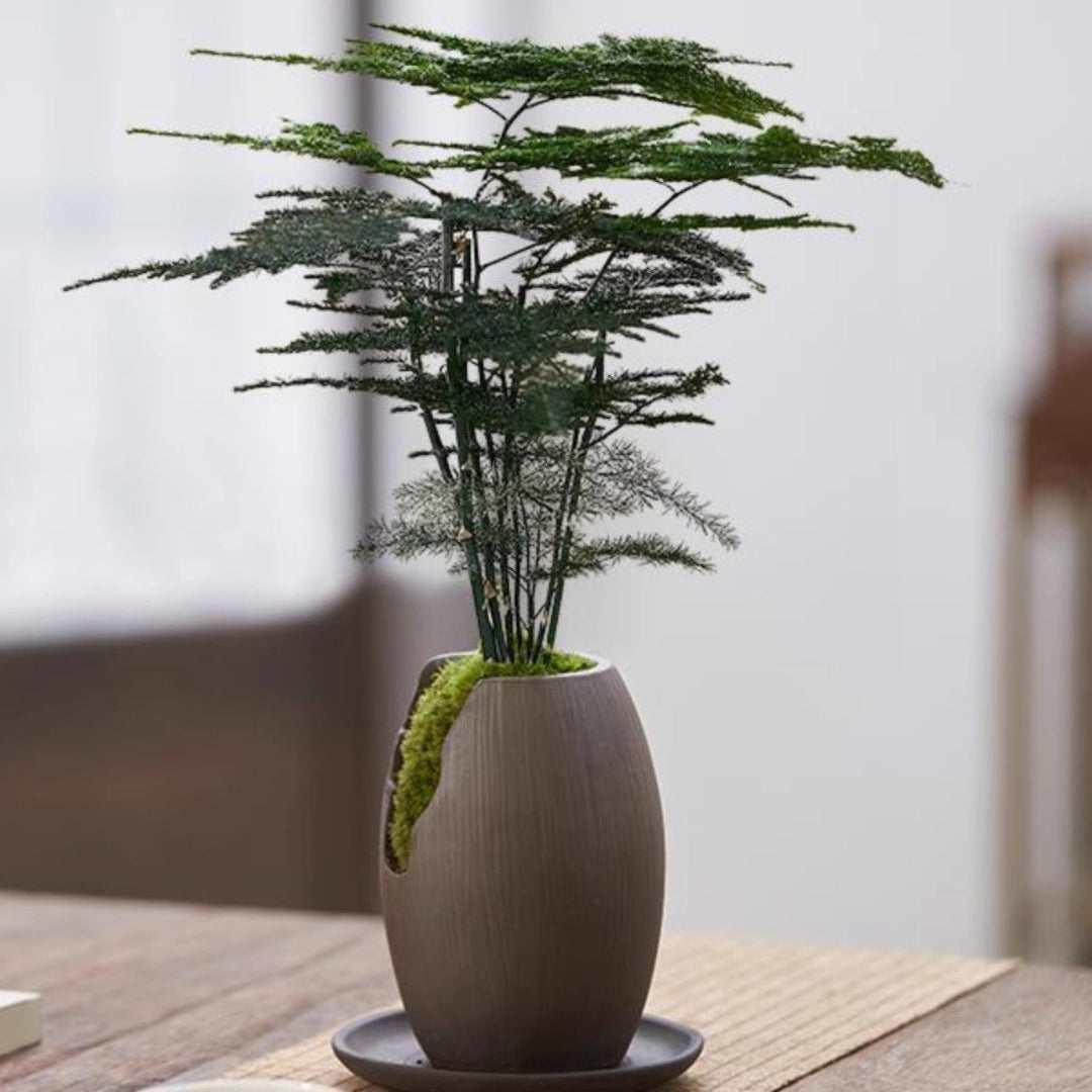 Miniature Bonsai Plant Decoration