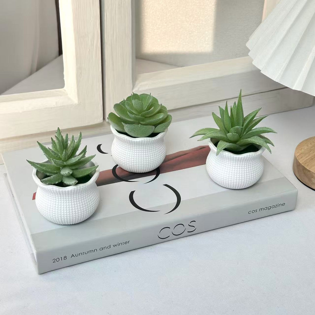 Decorative Succulent Planter for Indoor Home Decor