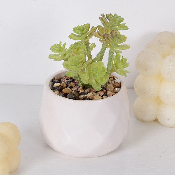 Decorative Succulent Plant Arrangement