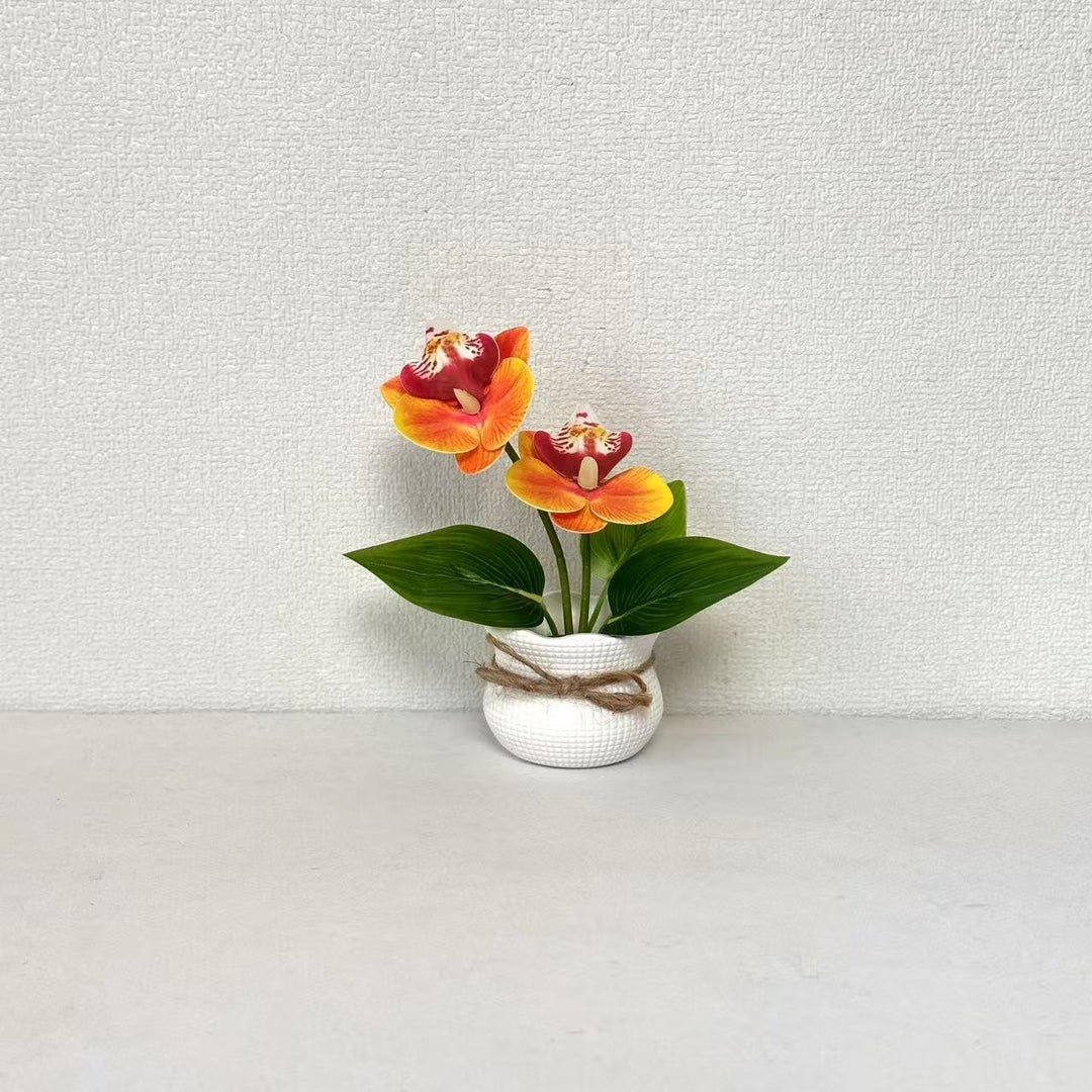 Decorative Potted Orchid Arrangement for Indoor Display