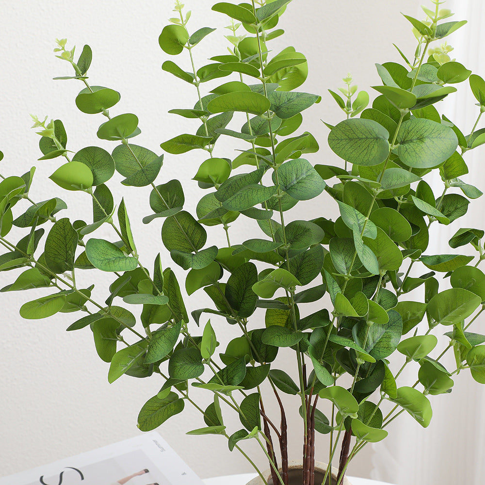 Decorative Plants