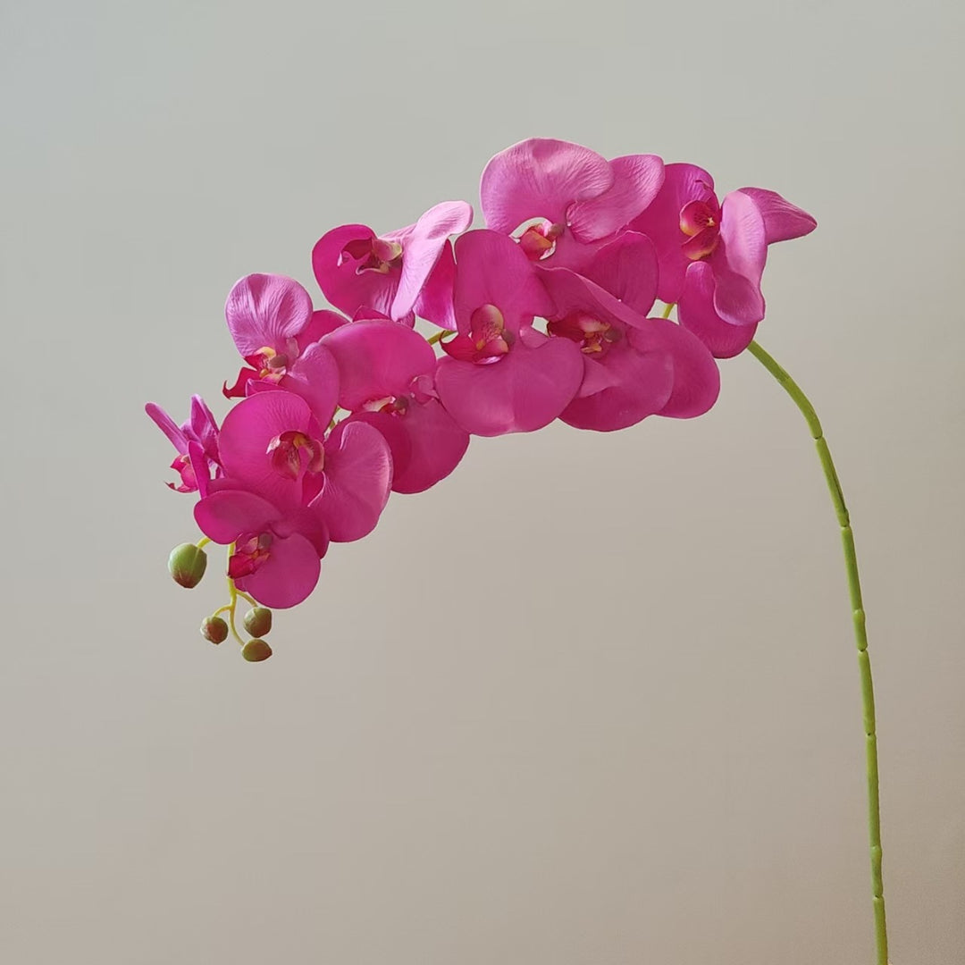 Elegant Orchid Stem