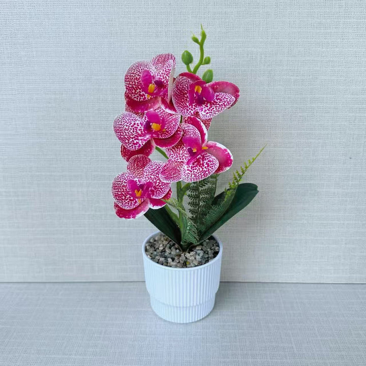 Exotic Orchid Plant Arrangement