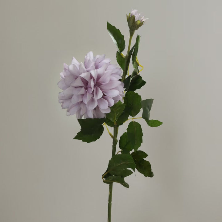 Realistic Dahlia Flower Stem
