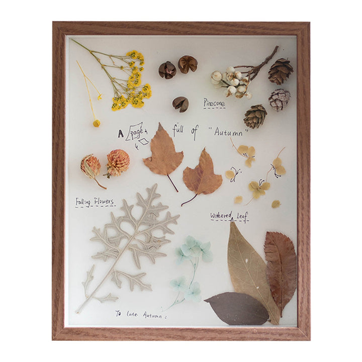 Decorative Framed Butterfly Art for Home