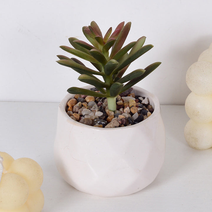 Decorative Succulent Plant Arrangement