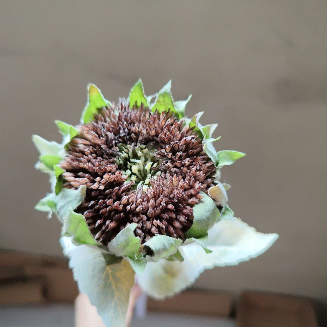 Dried Sunflower Stem