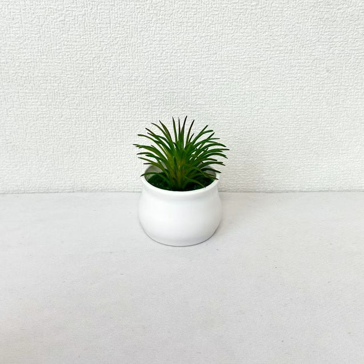 Succulent Plant in Modern Ceramic Pot
