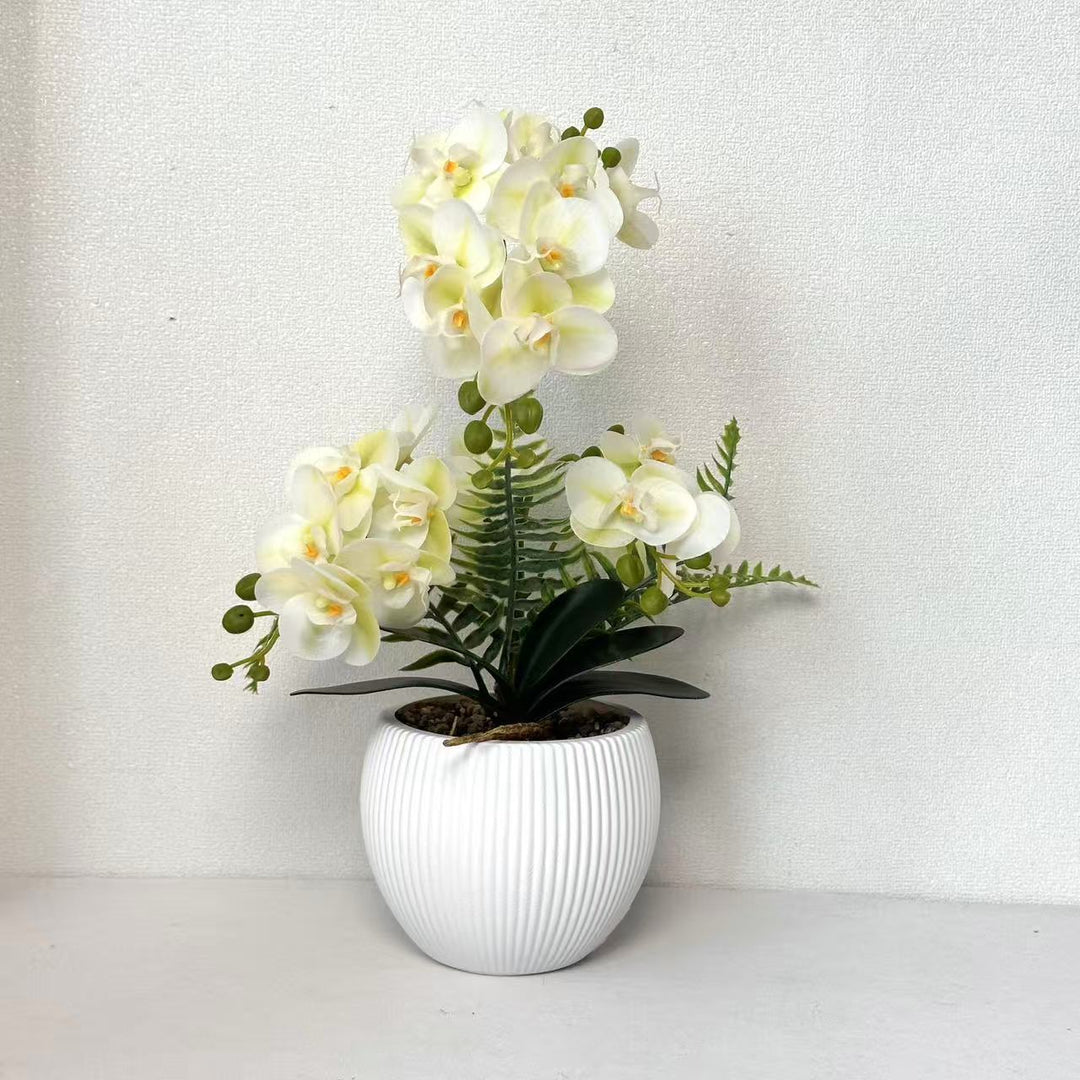 Decorative Orchid Plant for Decorative Home Display
