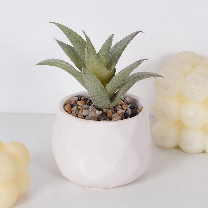 Decorative Succulent Plant Arrangement
