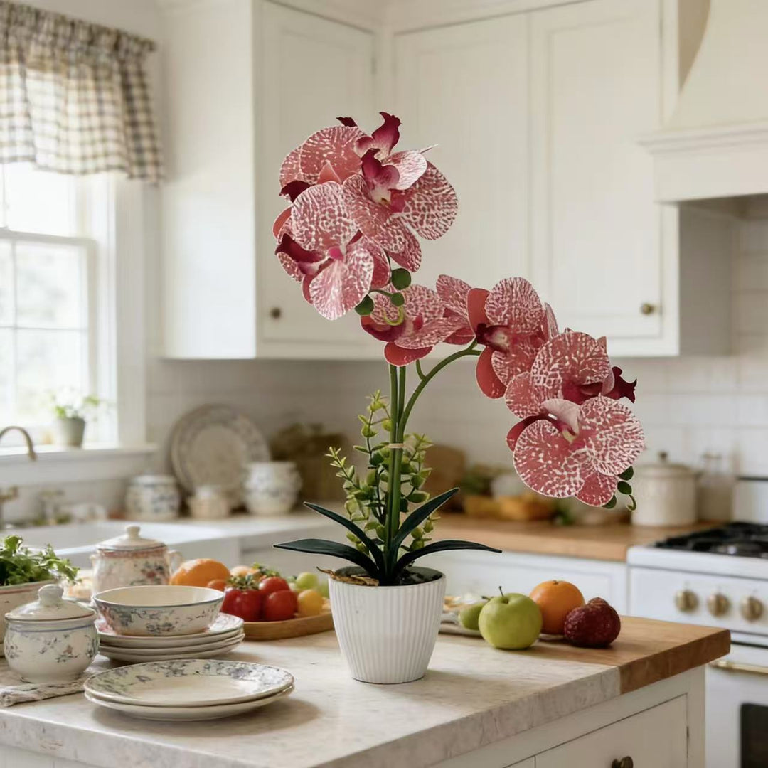 Elegant Orchid Plant Arrangement