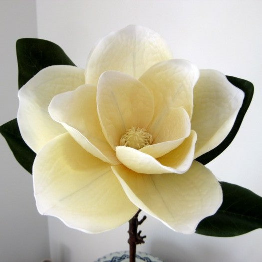 Realistic Magnolia Flower Stem