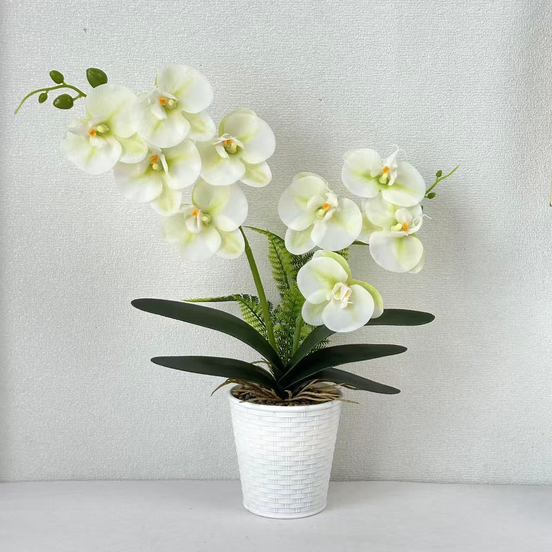 Decorative Orchid Plant for Indoor Home Decor