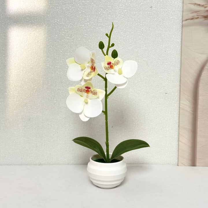 Elegant Decorative Orchid Plant Arrangement for Home Decor