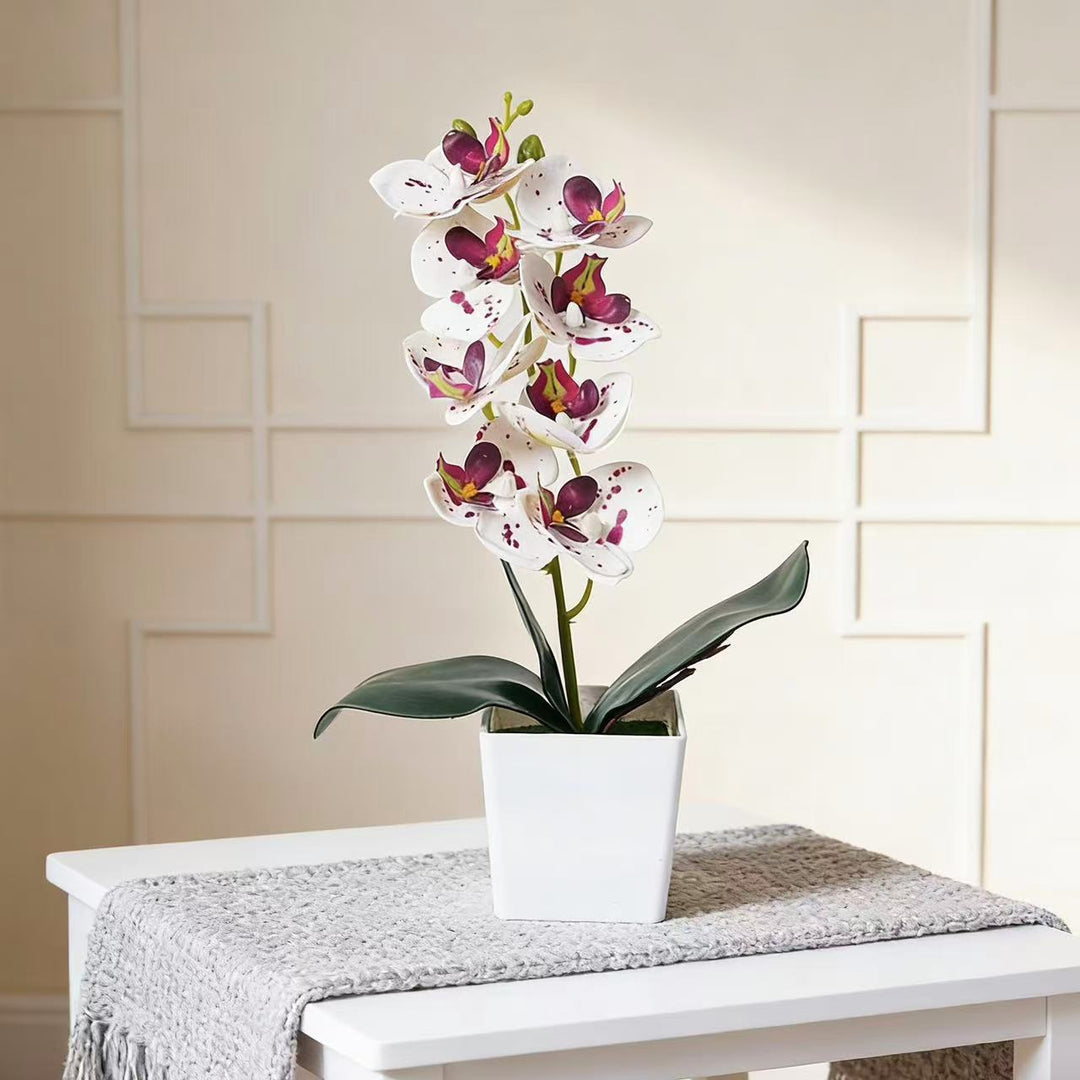 Elegant Orchid Plant Decoration
