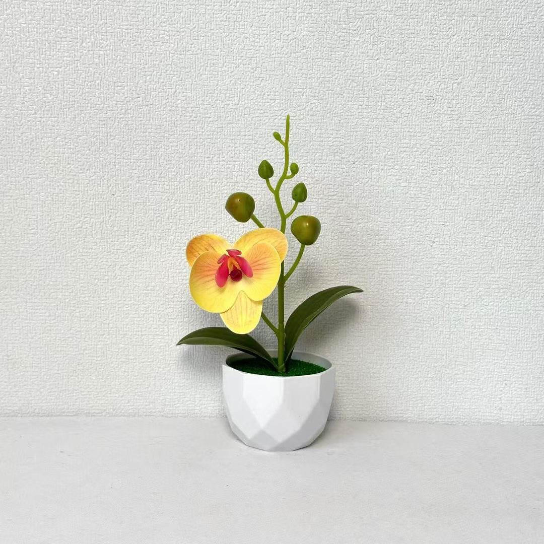 Orchid Plant Arrangement