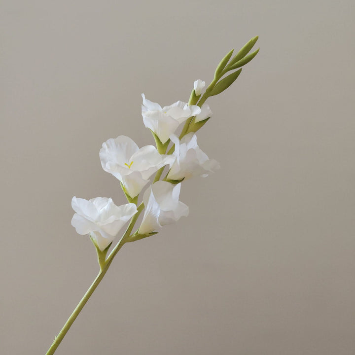 Orchid Floral Stem
