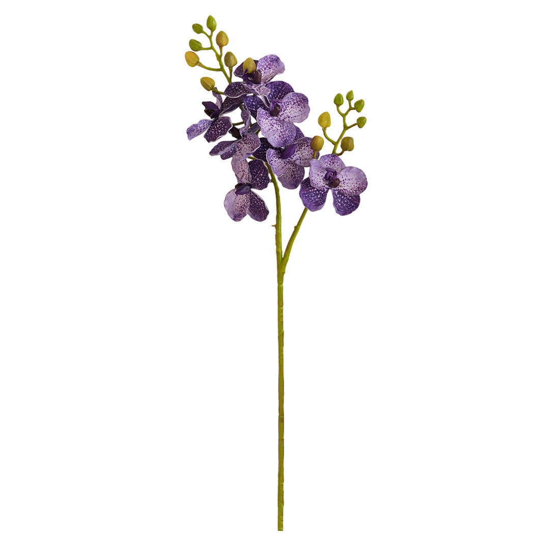 Elegant Orchid Stems Stornfield