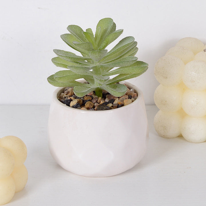 Decorative Succulent Plant Arrangement