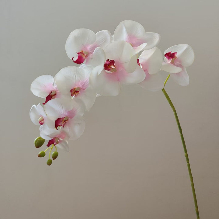 Elegant Orchid Stem