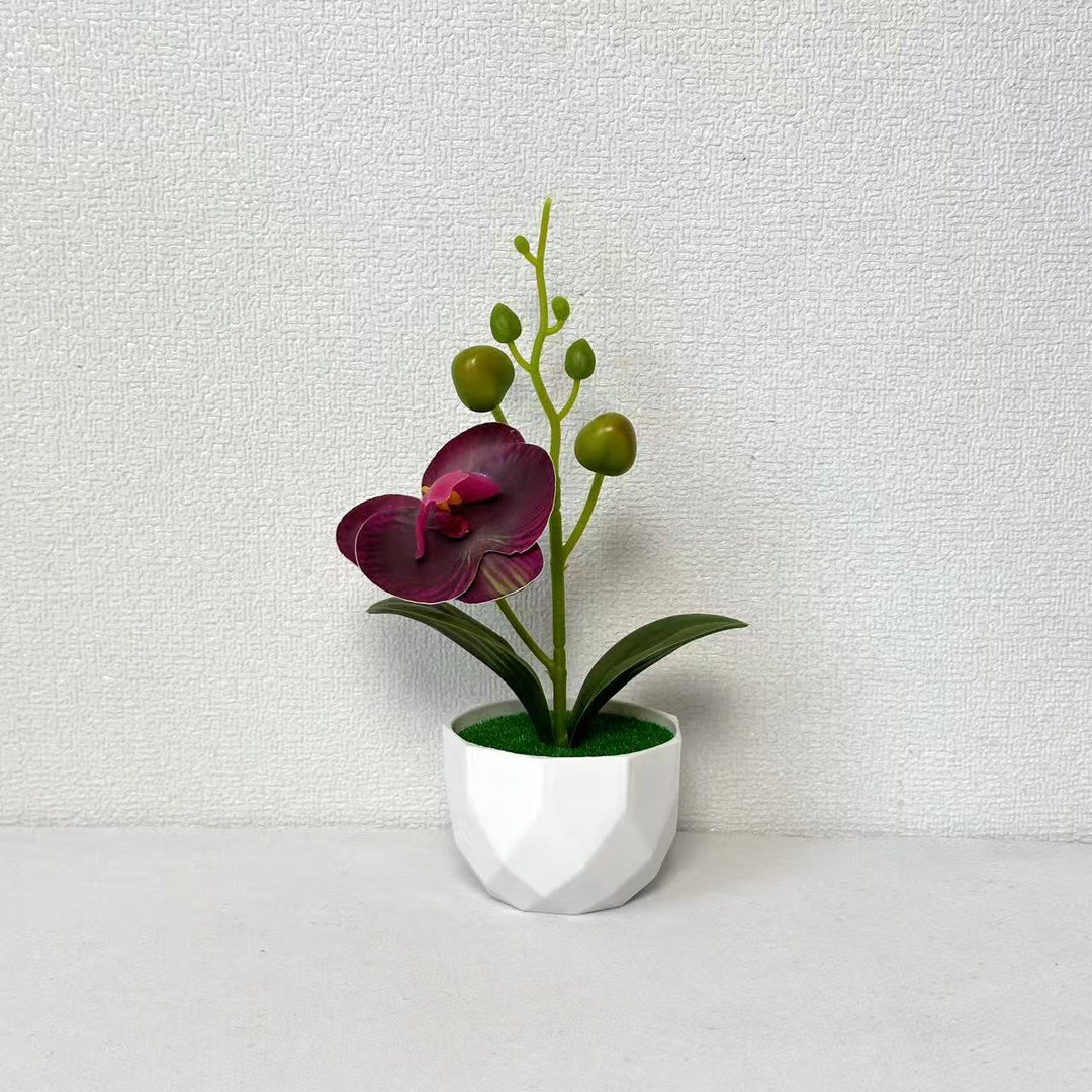 Orchid Plant Arrangement