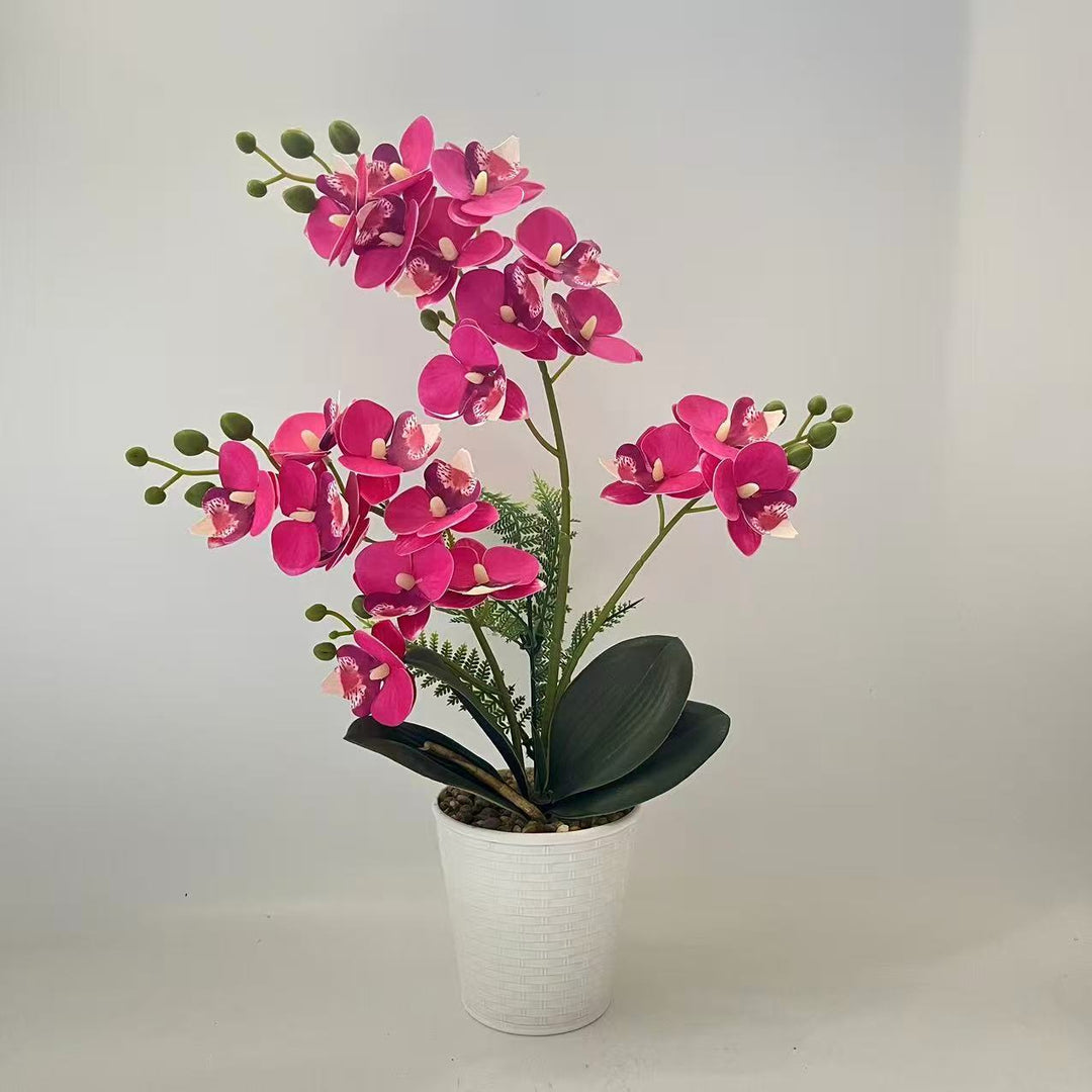 Elegant Decorative Orchid Plant Arrangement for Home Display