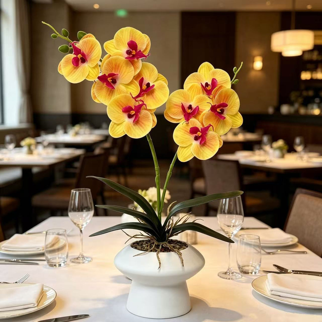 Decorative Orchid Plant Centerpiece