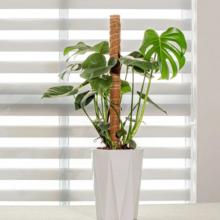 PlantSupport | Stornfield