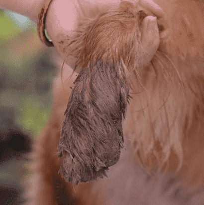 Portable Pet Paw Cleaner | Stornfield