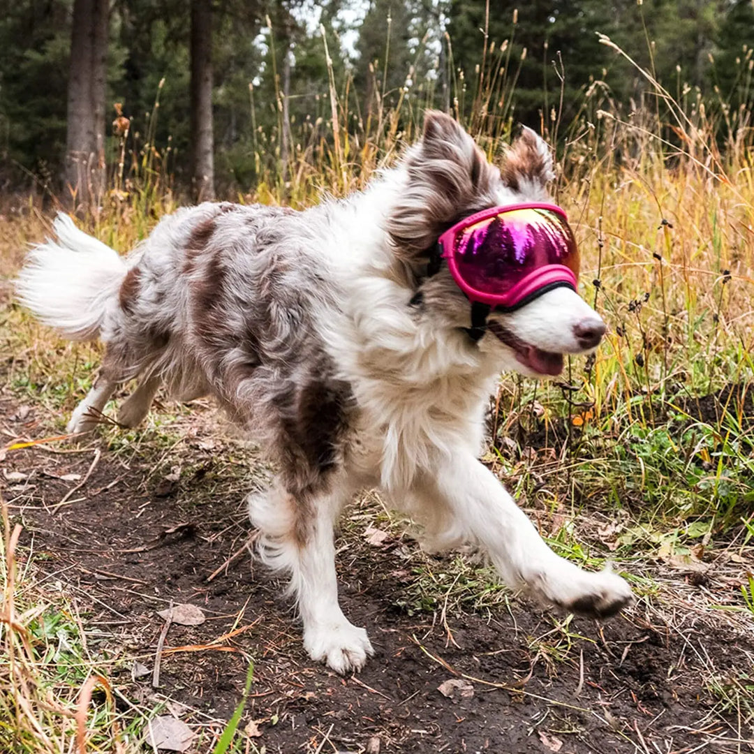 Stornfield adjustable windproof dog sunglasses with UV protection