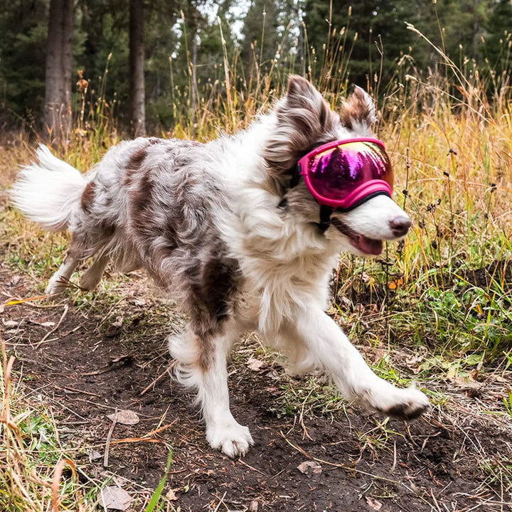 Stornfield adjustable windproof dog sunglasses with UV protection