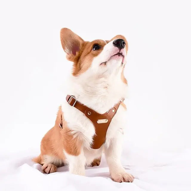 Adjustable Leather Dog Harness with Custom Engraving Stornfield