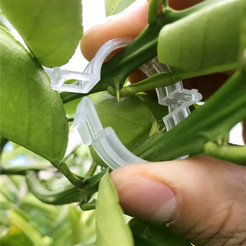 Plastic clamps for plant support | Grafting and fixing tool! | Stornfield