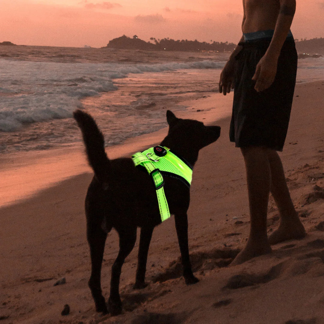 LED Dog Harness USB Rechargeable & Adjustable Stornfield
