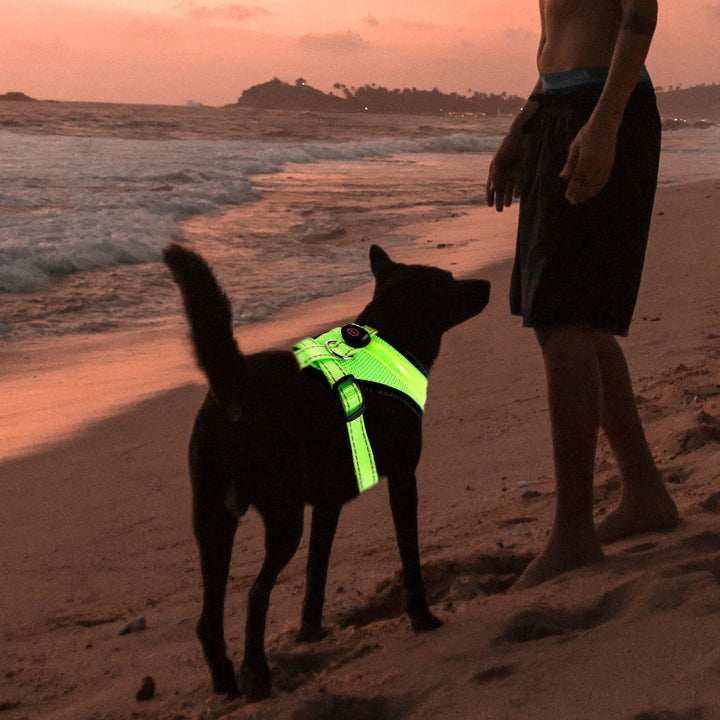 LED Dog Harness USB Rechargeable & Adjustable Stornfield