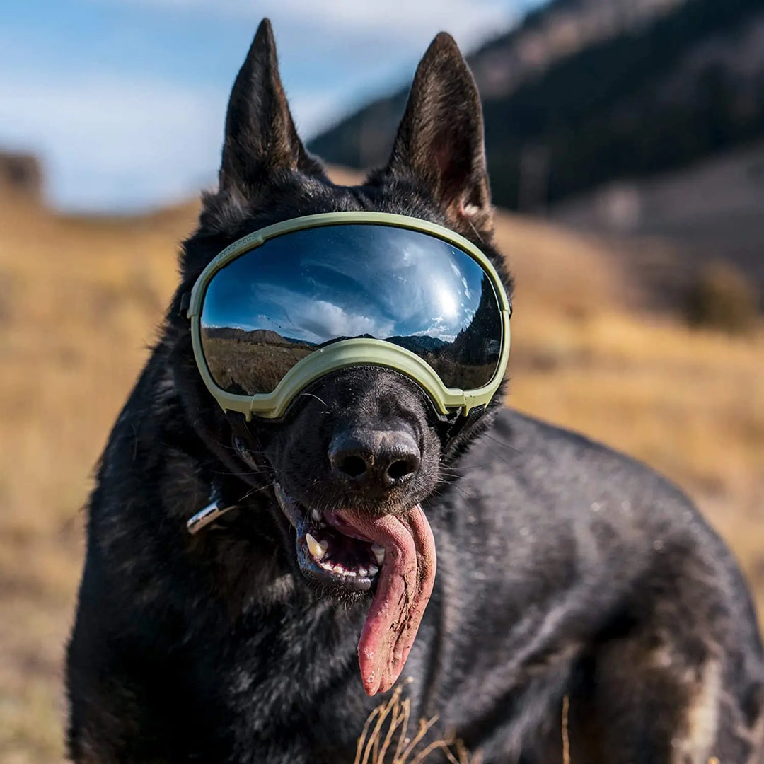Stornfield adjustable windproof dog sunglasses with UV protection