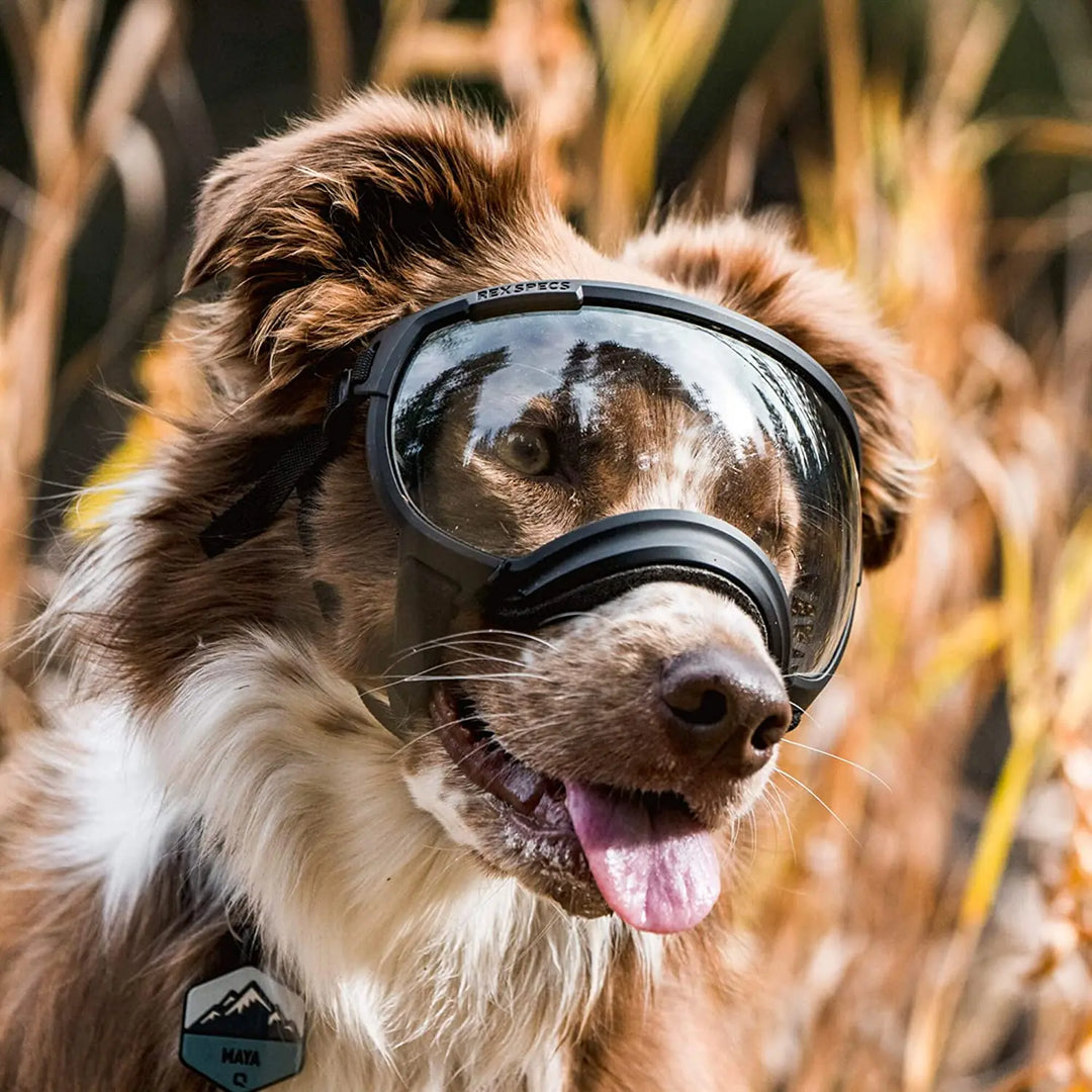 Stornfield adjustable windproof dog sunglasses with UV protection