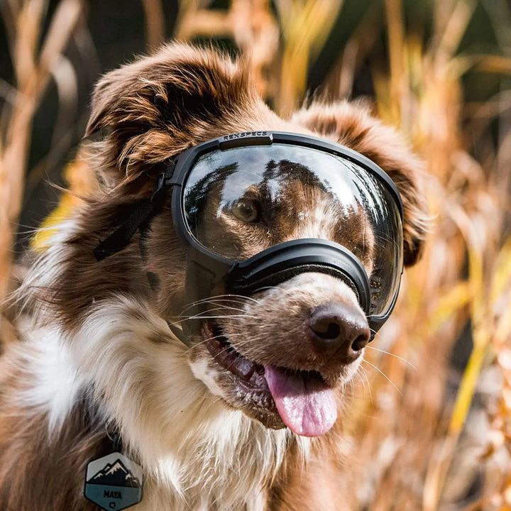 Stornfield adjustable windproof dog sunglasses with UV protection