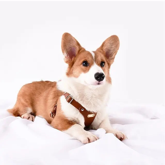 Adjustable Leather Dog Harness with Custom Engraving Stornfield