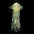 Stornfield Jellyfish LED Night Light