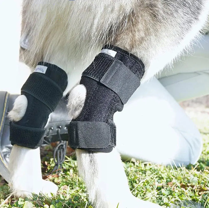 Orthopedic joint brace for dogs stabilizing Stornfield