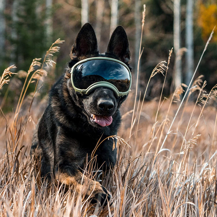 Stornfield adjustable windproof dog sunglasses with UV protection