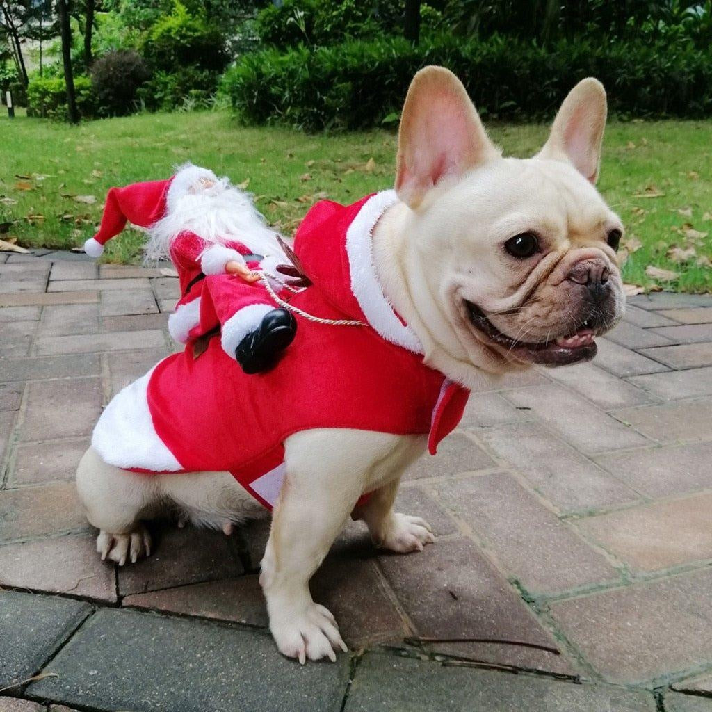 Christmas Santa Dog Costume | Stornfield