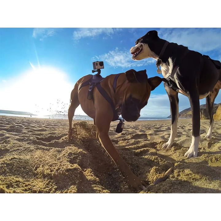 Stornfield 360° Perspective Action Camera Dog Harness